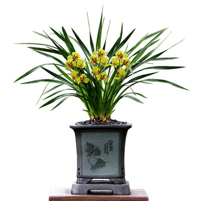 翁源兰花四季建兰黄金荷花大浓香