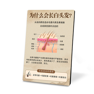 头皮检测对比图摆台画头皮毛发结构护理白转黑养发馆头疗宣传广告