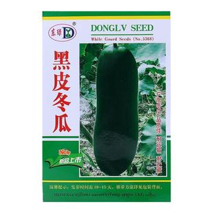 农家四季特大长东瓜苗搭架老品黑皮广东冬瓜种子春夏秋季蔬菜种籽