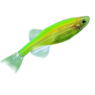 红斑马玛丽鱼观赏胎生鱼红白箭橙斑马紫马高鳍宝莲红绿灯科长蝶翼