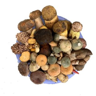 新鲜野生菌组合蘑菇500g牛肝杂菌云南菌子谷熟松茸青头鸡枞见手青