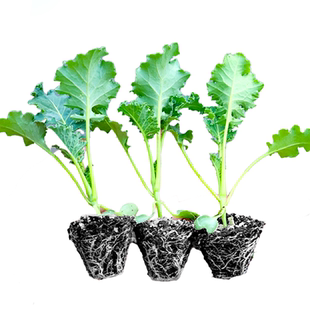 四季可食用绿羽衣甘蓝苗绿紫羽衣粉雨衣甘蓝秧苗种籽春季蔬菜苗