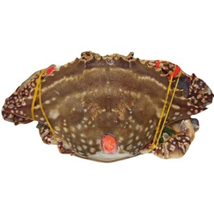 温州万江超大号呛蟹红膏梭子蟹咸炝蟹即食母蟹生醉蟹巨无霸包顺丰