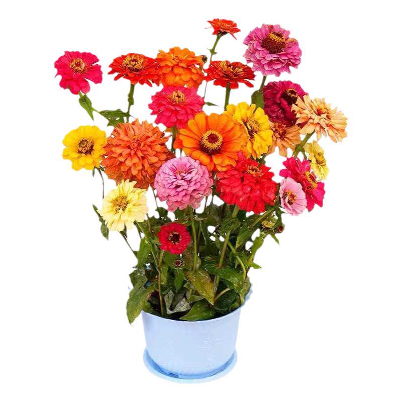 重瓣百日草花籽四季播种庭院花籽