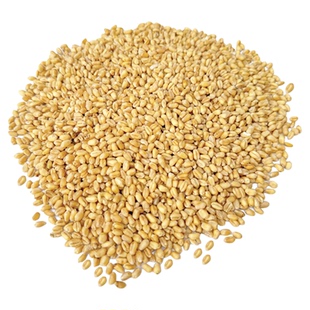 2025年新小麦粒农家自产磨面食用发芽猫草杂粮农家自产带皮麦子