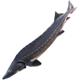 鲟鱼黑龙江抚远特产龙鱼鳇鱼整条鲜活速冻东北黄鱼肉大鲟鳇鱼肉段