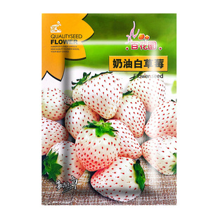 草莓种籽子草莓种子草莓籽种草莓籽奶油白草莓种籽奶油草莓种籽子