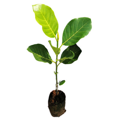 菠萝蜜苗正宗嫁接带土带叶发货