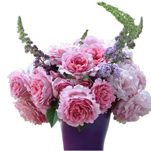 虹越爬藤灌木粉龙沙宝石佛罗伦蒂娜莫妮卡戴维安吉拉月季蔷薇盆栽