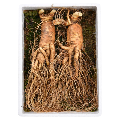 新鲜人参长白山人参枝装