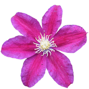 黄姐园艺铁线莲乌托邦瑞贝卡粉香槟小鸭大花爬藤花卉攀援热卖植物