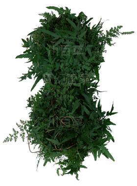 深山野海金沙藤新鲜晒干货天然中草药材排化打石茶铁线藤草叶500g