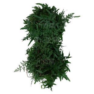深山野海金沙藤新鲜晒干货天然中草药材排化打石茶铁线藤草叶500g