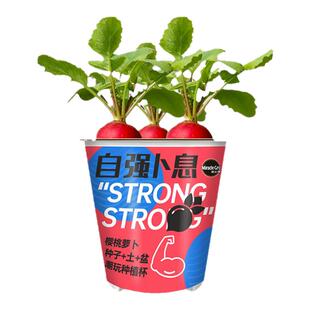 美乐棵潮玩杯向日葵紫罗兰番茄萝卜黄瓜彩椒植物盆栽儿童玩具礼物