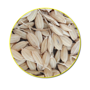 带壳稻子粳稻谷东北25年新稻鲜米机磨米机专用自磨人吃自碾无农药