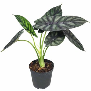 网红彩叶雨林耐阴植物盆栽合果芋雪莹皇后杏仁藤麒麟尾蔓绿绒海芋