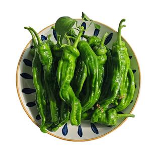农家自种新鲜蔬菜小皱皮特辣螺丝椒薄皮虎皮椒青红辣椒超辣土辣椒