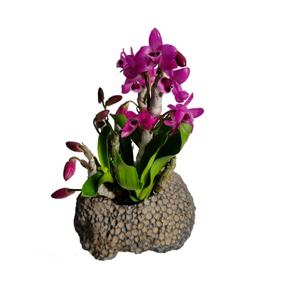 麝香石斛盆栽红龙天麝吊兰花绿植