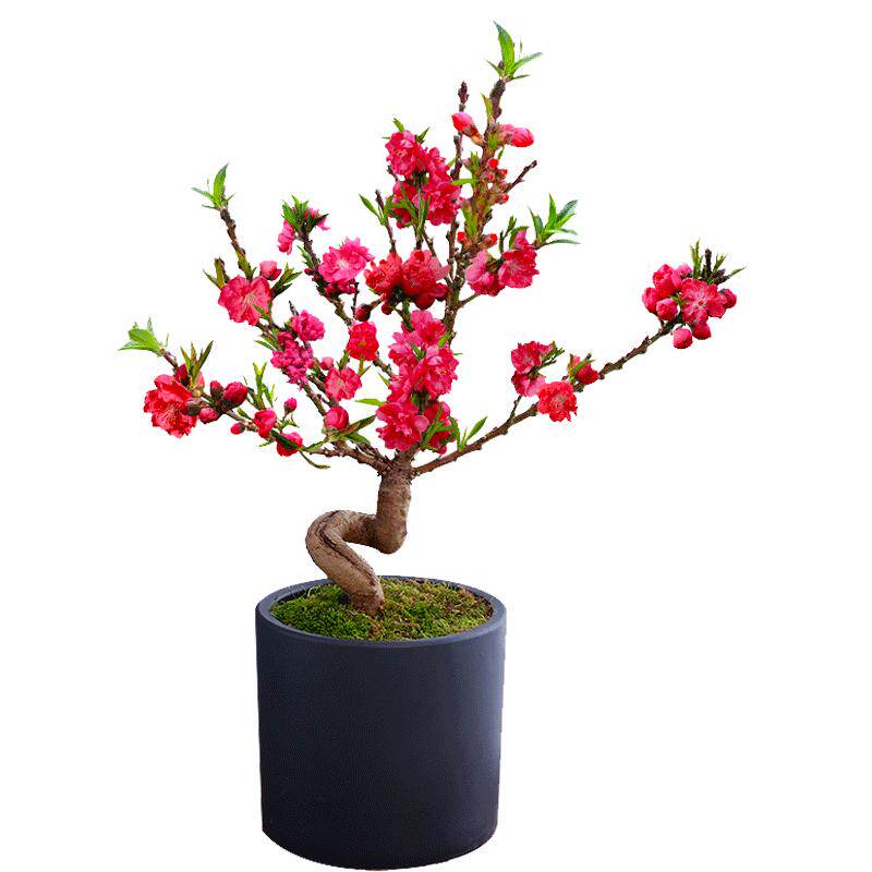 耐寒耐旱桃花盆栽室内阳台