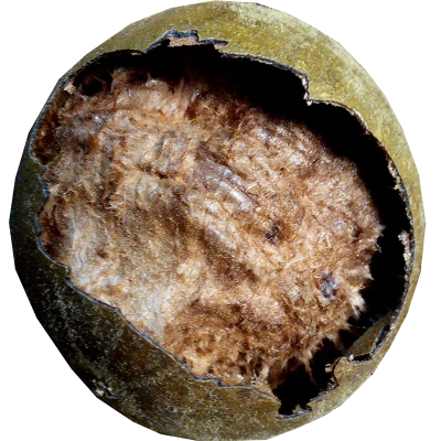 广西桂林特产永福罗汉果干果小果