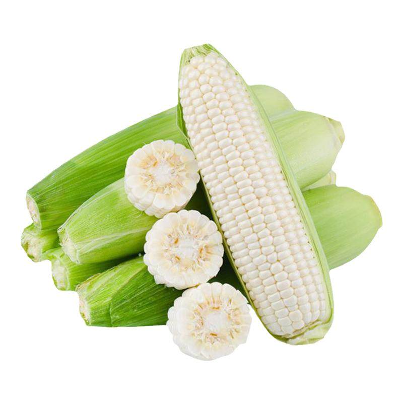 漳州爆浆冰糖牛奶水果玉米生吃棒子新鲜即食金银甜嫩糯代餐食现摘