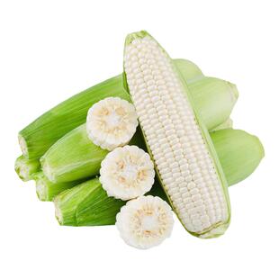 漳州爆浆冰糖牛奶水果玉米生吃棒子新鲜即食金银甜嫩糯代餐食现摘