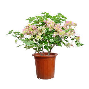 三角梅盆栽老桩成品大苗庭院植物四季好养带花红绿樱塔紫勤花耐寒