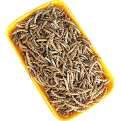 小斑兔面包虫干罐装买5罐发8罐