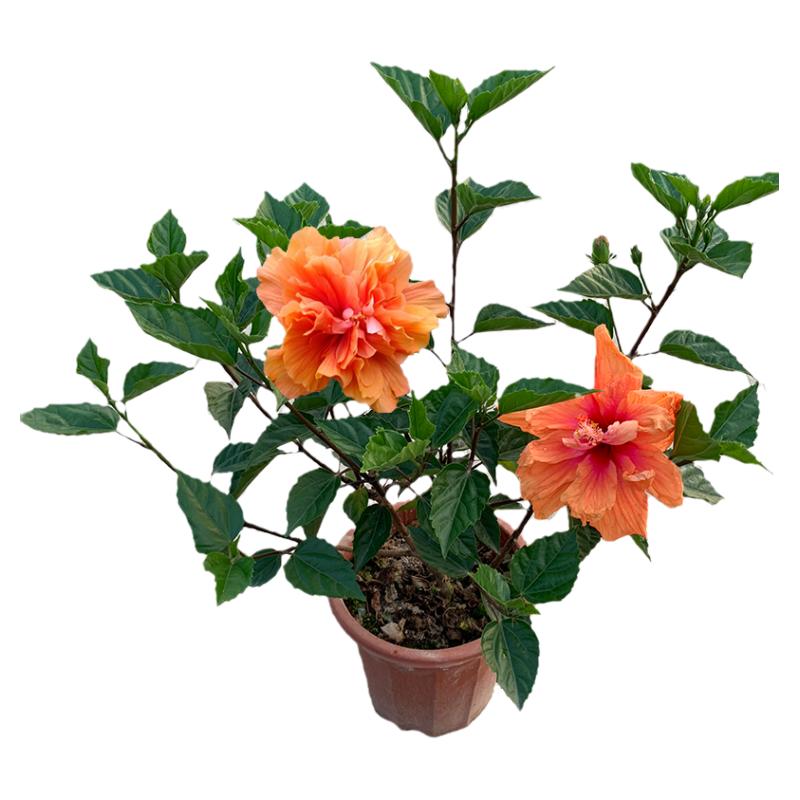 扶桑好养易活四季开花