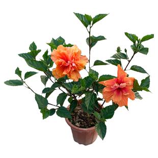 进口扶桑花盆栽重瓣树苗大苗大红花室内庭院四季好养活花卉绿植物