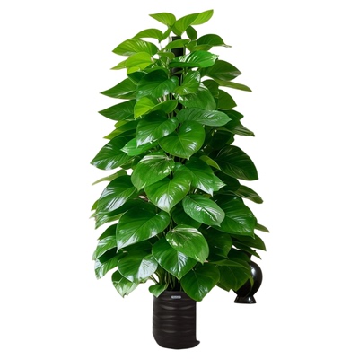 大叶绿萝去甲醛新房必备净化空气