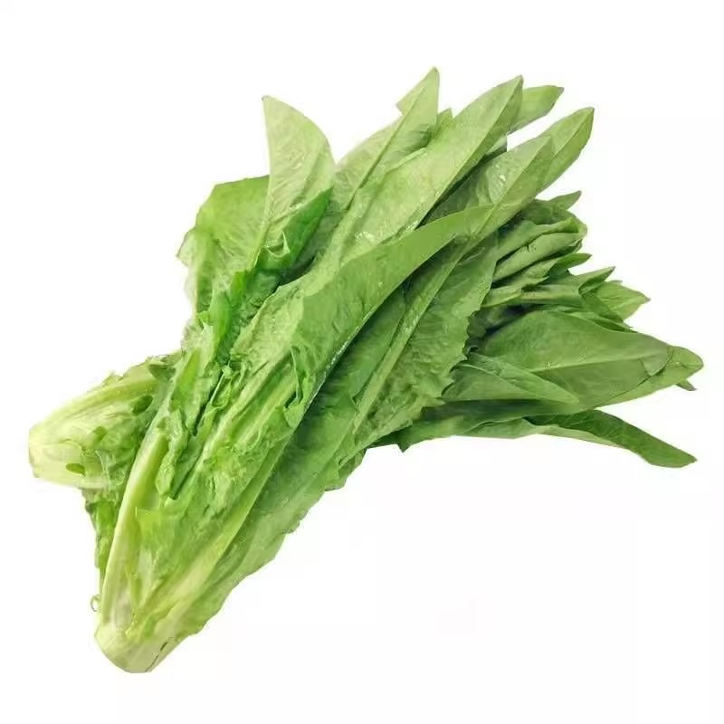 今年新种四季油麦菜种子脆甜青菜种籽阳台盆栽地栽蔬菜种子