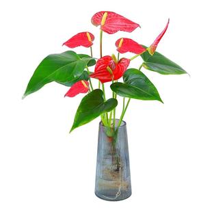 【带花发货】水培红掌室内水培土培盆栽一帆风顺四季陆续开花植物