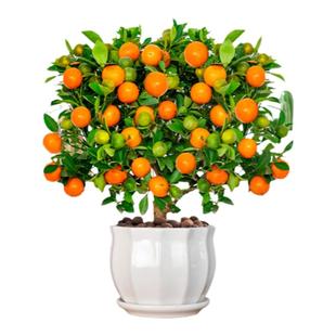 金桔树树苗盆栽年橘可食用带果脆皮四季橘子客厅室内外花卉绿植物