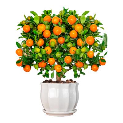 四季金桔客厅室内福运驱蚊盆栽