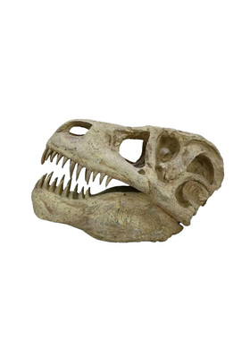 美式风白垩纪霸王龙头骨化石模型