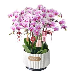 蝴蝶兰盆栽花卉开业生日鲜花速递同城配送上海深圳杭州广州南京店