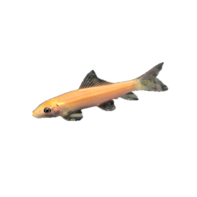 金苔鼠彩虹鲨淡水热带除藻鱼清洁