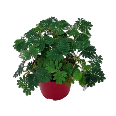 含羞草盆栽室内阳台小植物