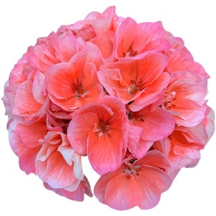 惠惠的花园天竺葵盆栽花苗重瓣多季开花国王大山宫好养包对版阳台