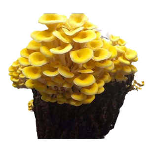 椴木香菇种植菌包香菇菌种香菌种菌种冬菇菌种蘑菇种灵芝木耳菌种