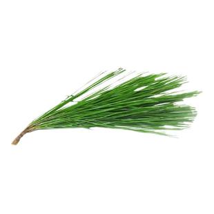 新鲜马尾松针2斤 圣诞树真实松枝布景道具复古装饰现采松树叶松针