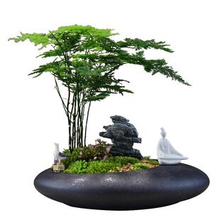 造型文竹盆栽竹子盆景植物室内办公室客厅造型创意好养装饰绿植