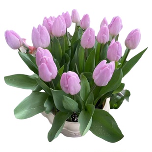 现货荷兰进口郁金香自然球裸球多花色 两广福建不适合种 需春化