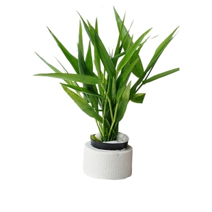 水草鱼缸专用造景摆件水培植物和鱼共养制氧净化水质蜈蚣草套餐