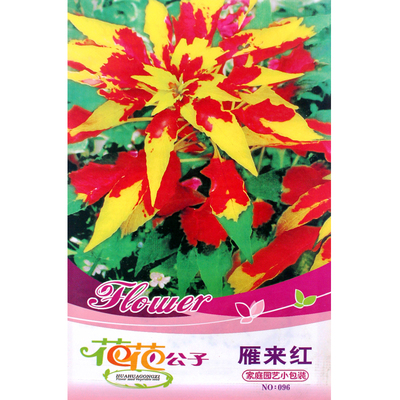 雁来红种子曙光绯红彩叶草庭院室内阳台盆栽耐旱观赏花卉春夏季播
