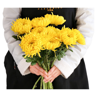 清明节祭祀菊花鲜花黄白菊直批云南基地直发新鲜扫墓散装花束包邮