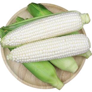 现摘新鲜糯玉米嫩黏亲爱的玉米棒子粒食黄当季白玉米生鲜早餐自提