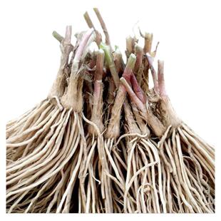 新韭菜根苗 现挖紫红根四季阳台室内盆栽好养易活绿植 韭菜种根苗