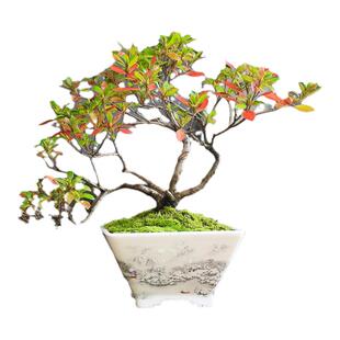 皋月杜鹃原生精品盆景开花一物一拍造型中式盆栽阳台庭院花色丰富